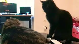 Cats fight - slow motion