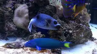 Shrimplovers 6ft Predator Reef Tank