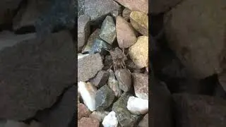 Stone spider