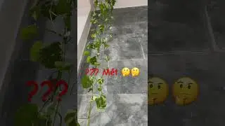 Review Dây Trầu Bà Siêu Dài Trang Trí Trong Nhà #shorts  #caycanh