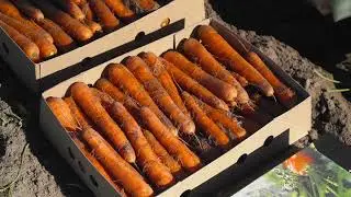 Carottes des Sables Label Rouge septembre 2022