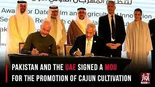 Pakistan & UAE Signed MoU to Boost Cajun Cultivation   Awaz World