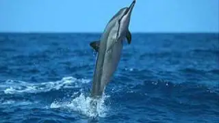 03. - Spinning Dolphins - George Fenton