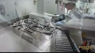 Φιλεταριστική Μηχανή Γαύρου/Σαρδέλας - PISCES SPS-180