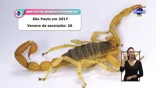 Biólogo e médico esclarecem dúvidas sobre escorpiões