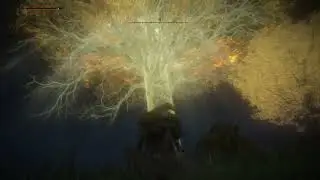 Big Tree Energy *Elden Ring Gameplay*
