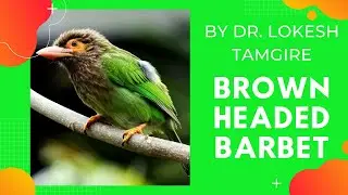 Brown Headed Barbet | Psilopogon zeylanicus | Hemalkasa 11.09.2018.