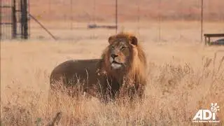 Kesari explores his new home at the ADI Wildlife Sanctuary