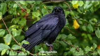 Relax With My One Eye'd Crow Buddy