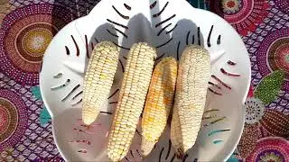 Corn Golden season plucking and cooking on mud stove| Vlog|Saim Beauty World