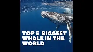 top 5 biggest whale in the world.
