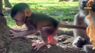 #monkey #animals #monkeyadventures #monkeyforest #monkeyjourney #monkeyplace #babymonkey #funny