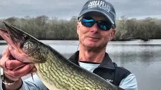 Catching Perch & Pickerel on the Pocomoke River