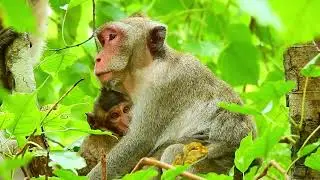 Ep6.... Monkey Jane's Family Update Today January 2022 [Compilation]