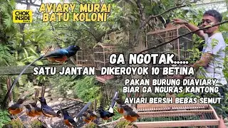 AVIARY MURAI BATU | SATU JANTAN VS SEPULUH BETINA | PAKAN DI AVIARI BIAR GA BOROS | Episode 74
