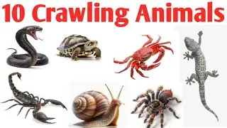 Crawling Animals Names in English | Insects, Reptiles,  Earthworm , Crab and other creature for Kids
