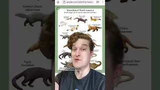 Mustelidae