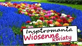 Kwiaty wiosenne - zwiastuny wiosny