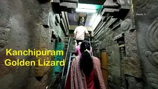 Kanchi Bangaru Balli in Varadharaju swamy temple | Golden lizard Kanchipuram
