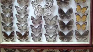 Heliconidae, Ithomiidae. Семейство Геликониды и Итомиды.