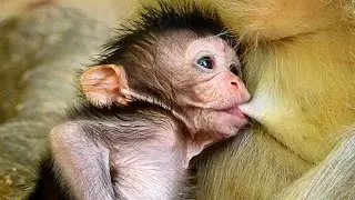 Look so fun just born baby su-ck milk by more hungry