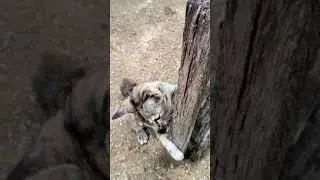This cat sharpen claws agresively