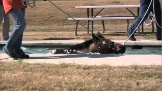 Learn About the Latest in Rehabilitation and Conditioning Equipment for Horses