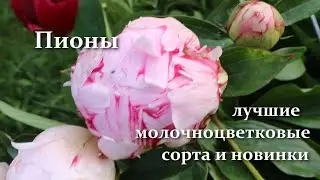Пион - Король цветов! Лучшие молочноцветковые пионы. Ранние, средние и поздние сорта