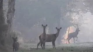 Une matinée sous la brume en Sologne