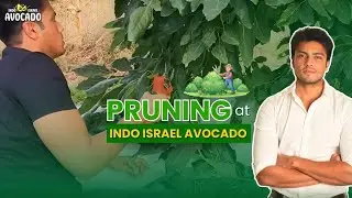 Pruning at Indo Israel Avocado🥑| Call +91-6268643227 | Indo Israel Avocado Vlog 209