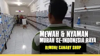 REMONE CANARY SHOP MEWAH BANGET!! Nyaman Pilih Kenari Besar Disini