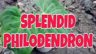 Rare Philodendron