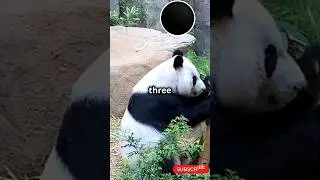 Think You Know Pandas? 🐼🧐       .                            #PandaFacts #NatureUncovered #MindBlown