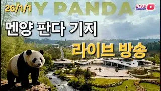 1월 1일 멘양 판다 기지 라이브 방송(1.1 MianYang Live Broad Cast) : 1월 1일 멘양 기지 영상, 24년 10월 8일 푸 영상 같이 봐요~❤️