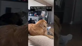 #instadogs  #doglife #pet #dogoftheday #doglovers #love #puppiesofinstagram #puppylove #puppies #pet