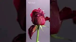 The Fall of a Rose: Time-Lapse of Fading Beauty #timelapse #rose #relaxing #nature