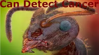 Ants can detect Cancer | Ants are trained to detect Cancer || HeisenbergJr.