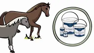 Protexin Equine Digestion Animation