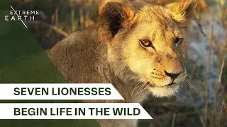 Can This New Pride Survive the Wild? (4K Documentary) | Extreme Earth