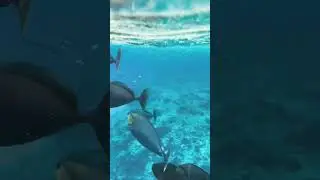 Orangespine Unicornfish Umaumalei🐟🐟