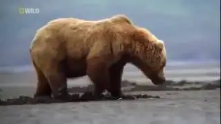 NATURE DOCUMENTARY  WildLife of Alaska   Alaska The Edge of Life 1