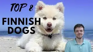 TOP 8 Finnish Dog Breeds List