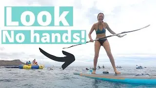 SUP, Kayak, Snorkel AND MORE! | Waikiki Marine Sports | OAHU