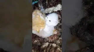 Two Cats Fight With #randommedia #viralsong #viralvideo