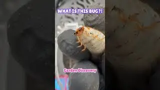Found This Huge Grub in My Garden! | What Is This Bug?! #shorts