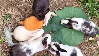 Beautiful rabbits 🥰🥰🥰