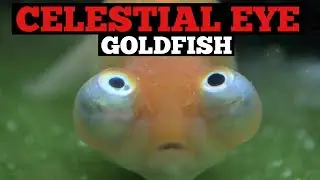 CELESTIAL EYE GOLDFISH - A CLOSE look!