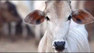 Govindapuram Gokulam Goshala | Vittal Das Mahraj | Studio Innovatix