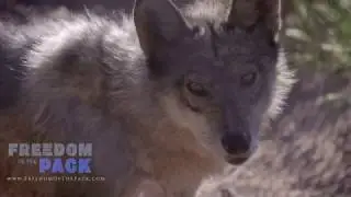 Wolves Jumping ... In Slow Motion