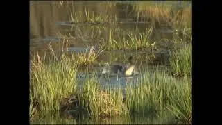 Sm&aring;dopping / Tachybaptus ruficollis / Littel Grebe ljud-sound